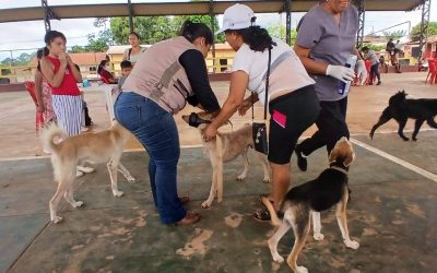 BENI INTENSIFICA VACUNACIÓN ANTIRRÁBICA PARA PROTEGER POBLACIÓN