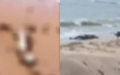 HALLAZGO DE CUERPOS EN LA GUAJIRA GENERA ALERTA INTERNACIONAL