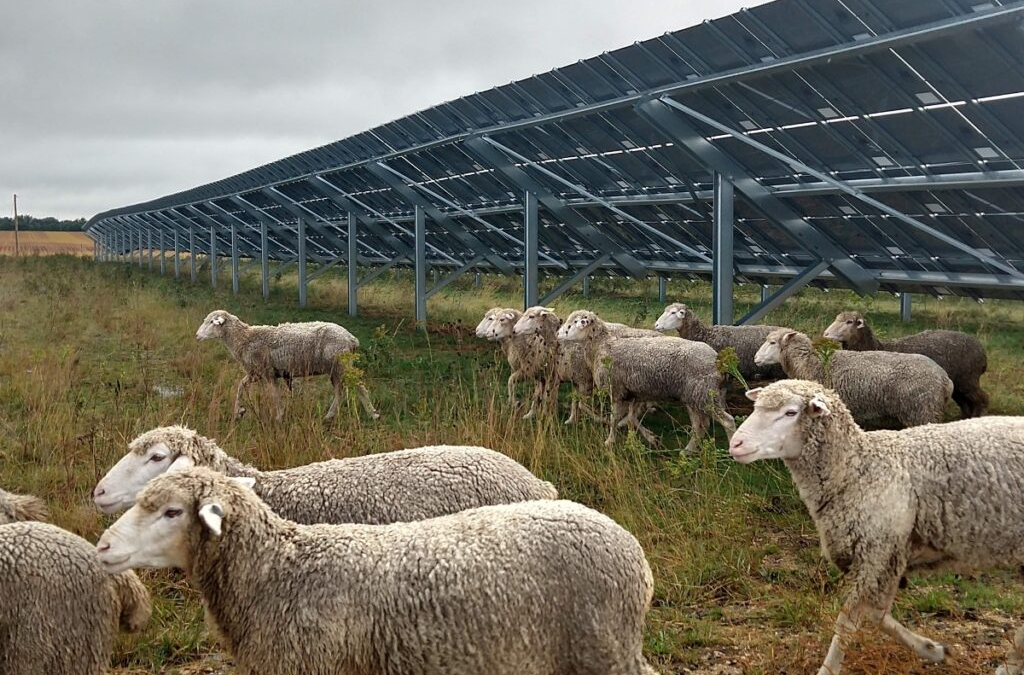 CHINA CONVIERTE DESIERTO EN VERDE: PANELES SOLARES, OVEJAS Y UN IMPACTO AMBIENTAL INESPERADO