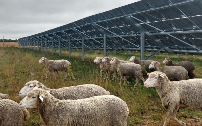 CHINA CONVIERTE DESIERTO EN VERDE: PANELES SOLARES, OVEJAS Y UN IMPACTO AMBIENTAL INESPERADO