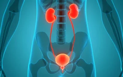 CIENTÍFICOS LOGRAN DESARROLLAR RIÑONES A PARTIR DE CÉLULAS MADRE QUE PODRÍAN REVOLUCIONAR EL TRATAMIENTO DE LA INSUFICIENCIA RENAL