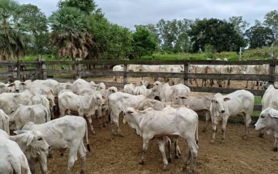 EN BENI IMPULSAN PLAN GENÉTICO PARA ELEVAR LA CALIDAD DEL GANADO