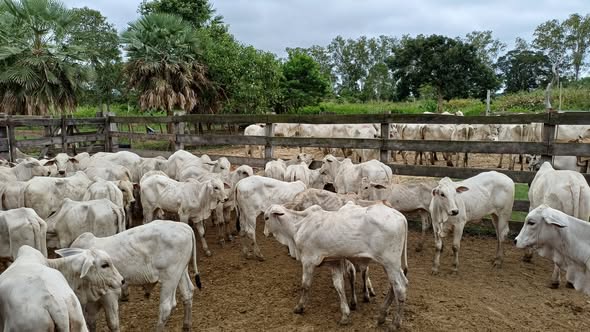 EN BENI IMPULSAN PLAN GENÉTICO PARA ELEVAR LA CALIDAD DEL GANADO