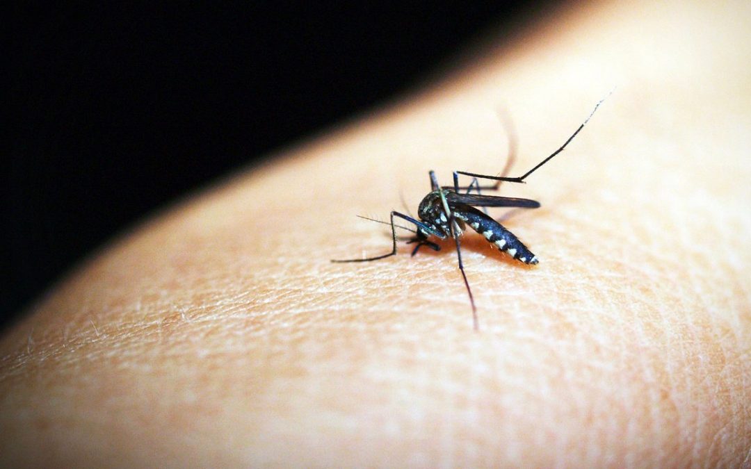 BENI DETECTA DENGUE Y CHIKUNGUNYA ANTES DE LAS LLUVIAS