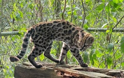 ORO CERCA AL TILCAYO, EL FELINO MÁS NUEVO DE BOLIVIA