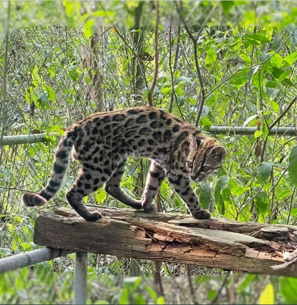 ORO CERCA AL TILCAYO, EL FELINO MÁS NUEVO DE BOLIVIA