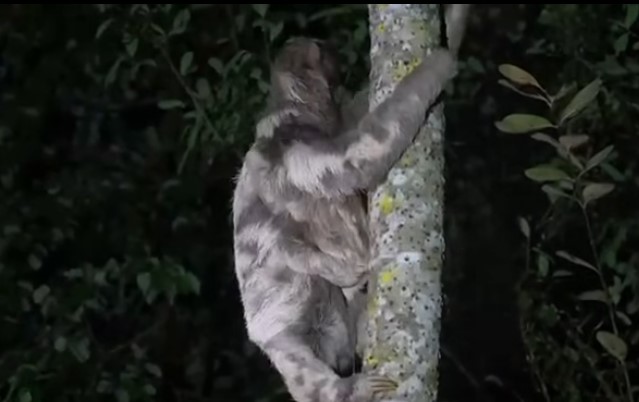 OSA PEREZOSA VENCE LAS QUEMADURAS Y VUELVE LIBRE AL BOSQUE BENIANO